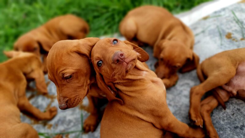 Puiut viszla maghiara