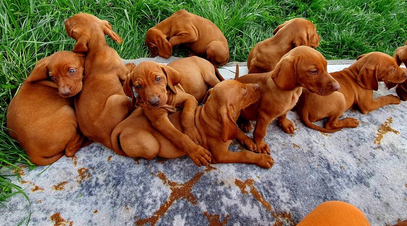 Puiut viszla maghiara