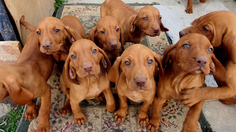 Puiut viszla maghiara